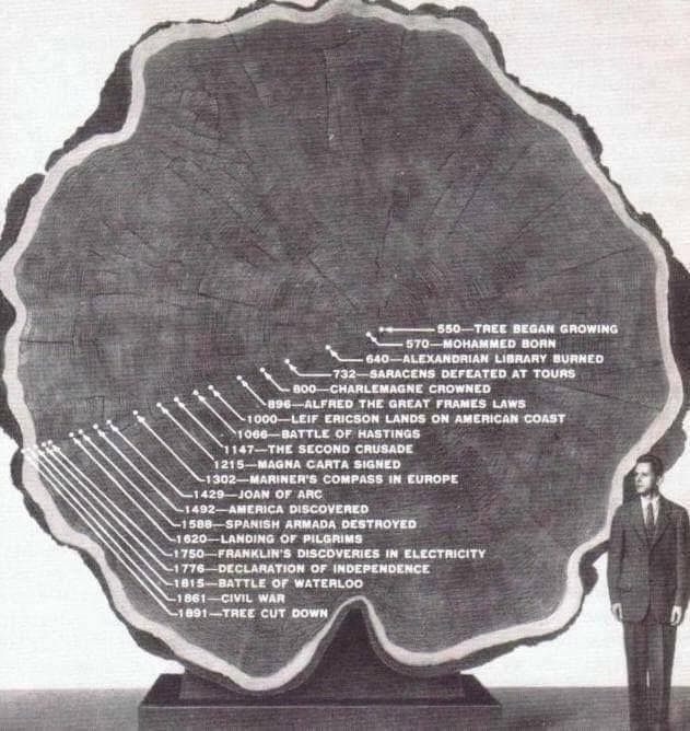 1300 year old tree.jpg