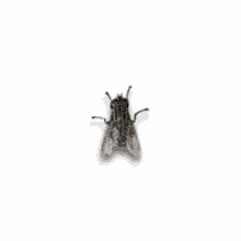 1732894405840.gif