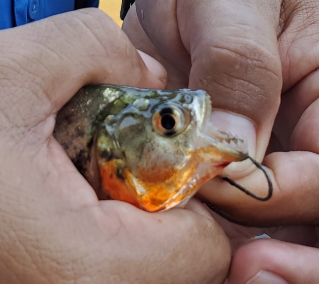 2021-09-20 10.17.15 piranha.jpg