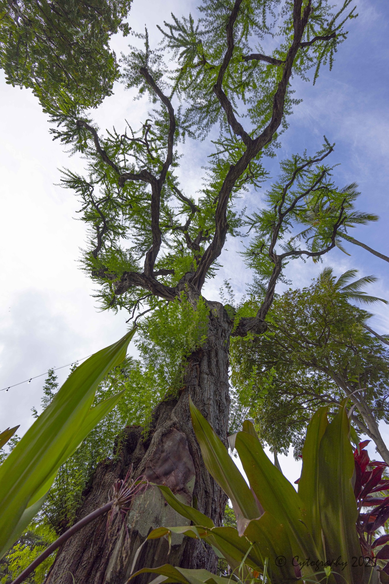 45mm_9.0_blowhole-December 16, 2025-0059.jpg