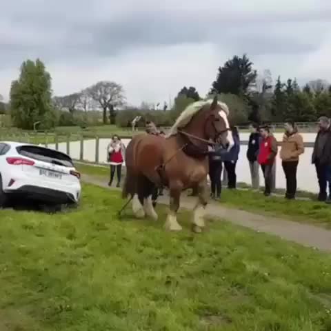 a-horse-pulling-a-car-out-of-a-ditch.jpg