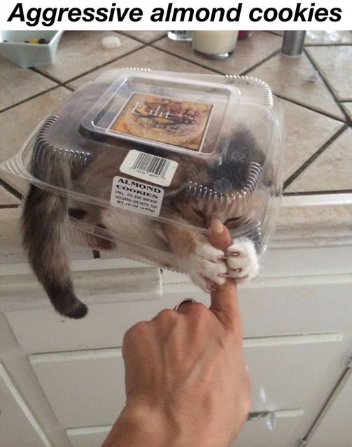 Almond cookies.jpg