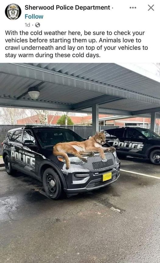 Animals in cold weather.jpg