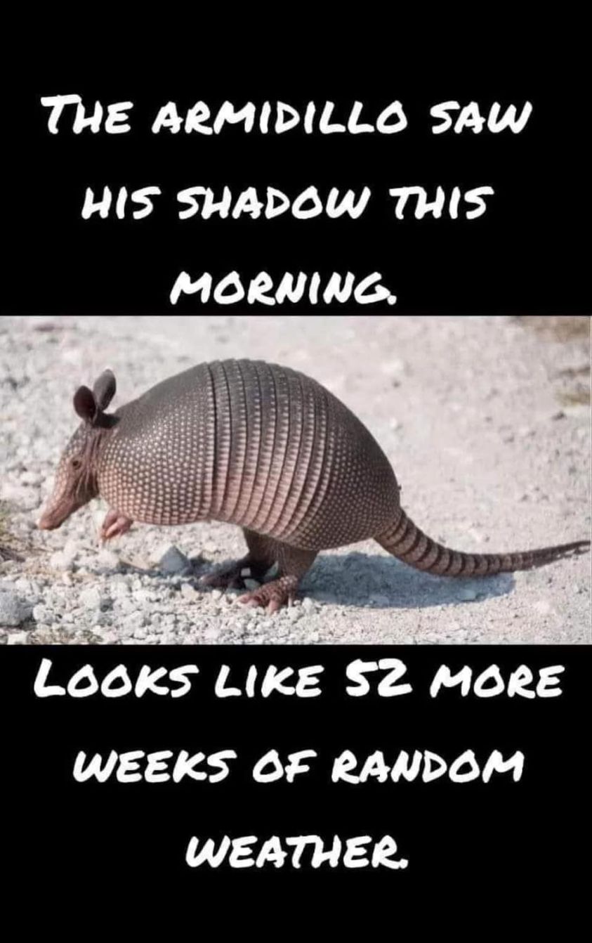 armidillo.jpg