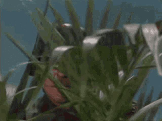 arte-johnson-very-interesting.gif