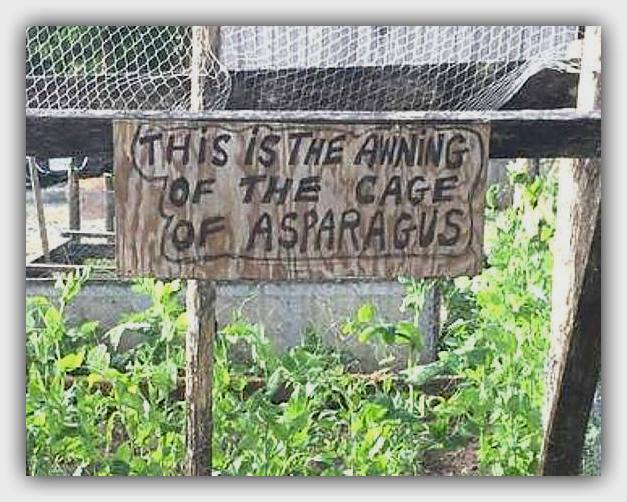 awning of the cage of asparagus.jpg