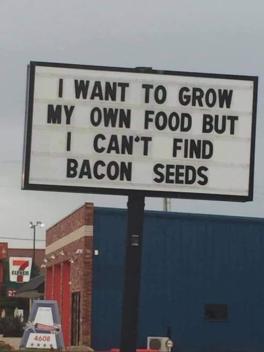 bacon seeds.jpg