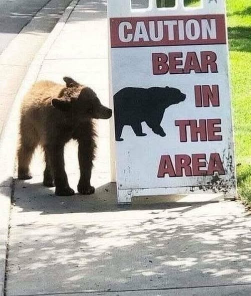 bear in the area.jpg