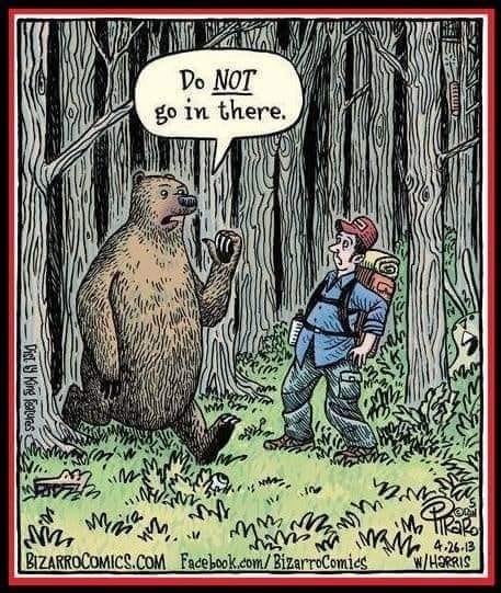 bear.jpg