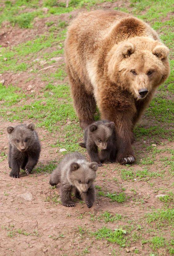 bears.jpg