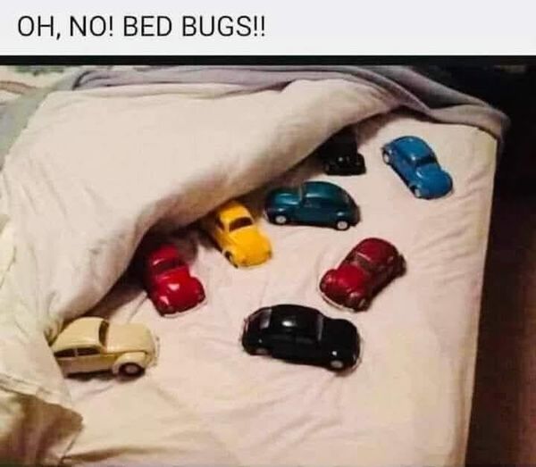 Bed Bugs.jpg