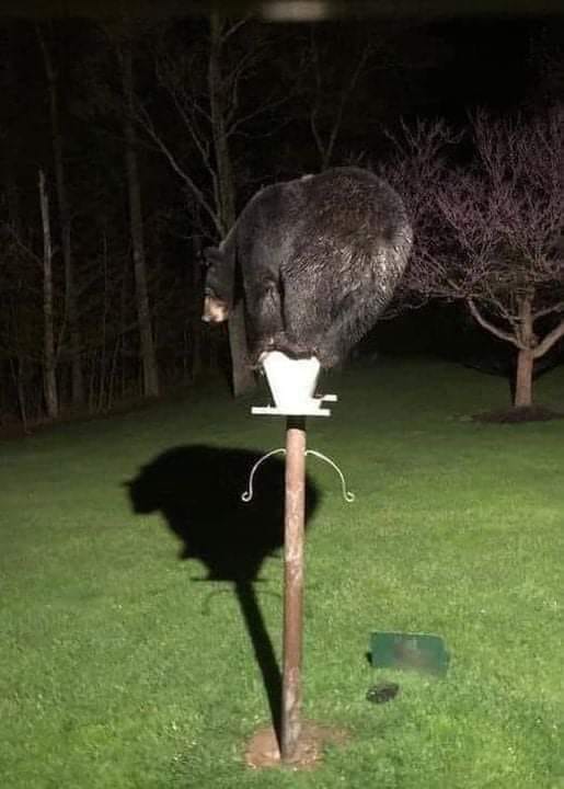Bird Feeder.jpg