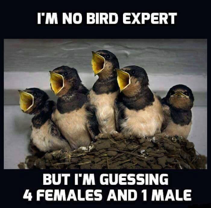 bird gender.jpg