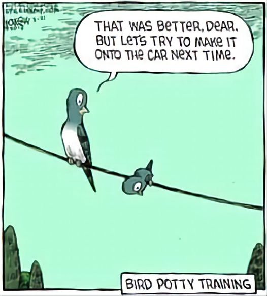 Birdpottytraining.jpg