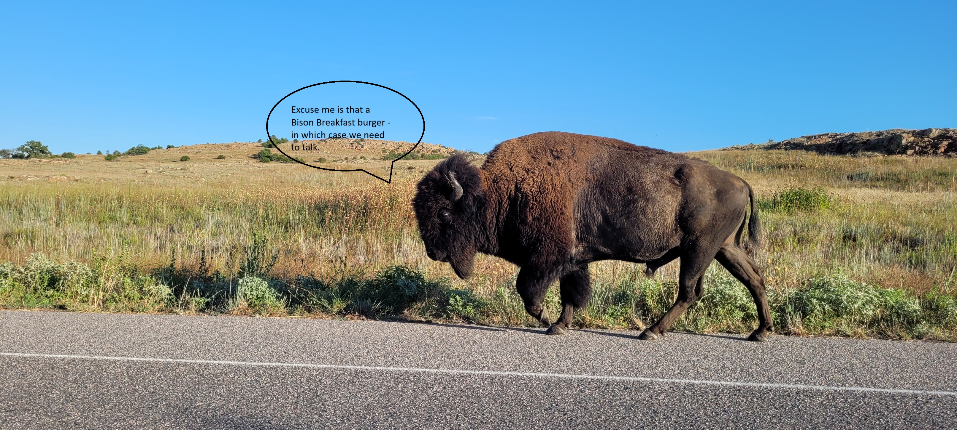 bison.jpg