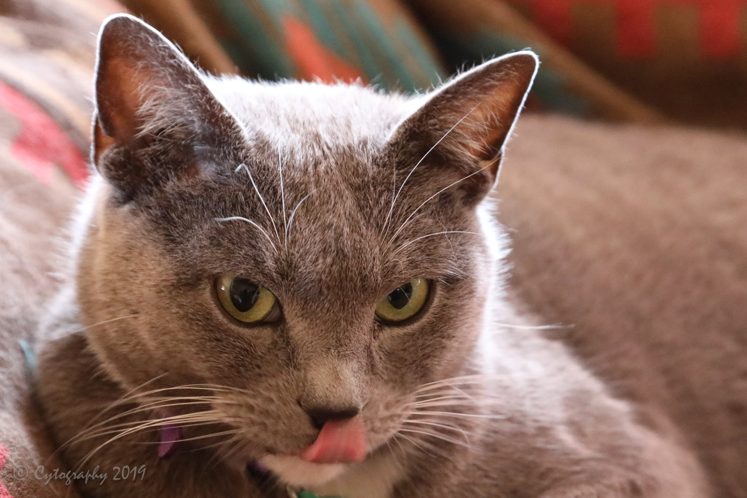 Blue 01-01-2020sm.jpg