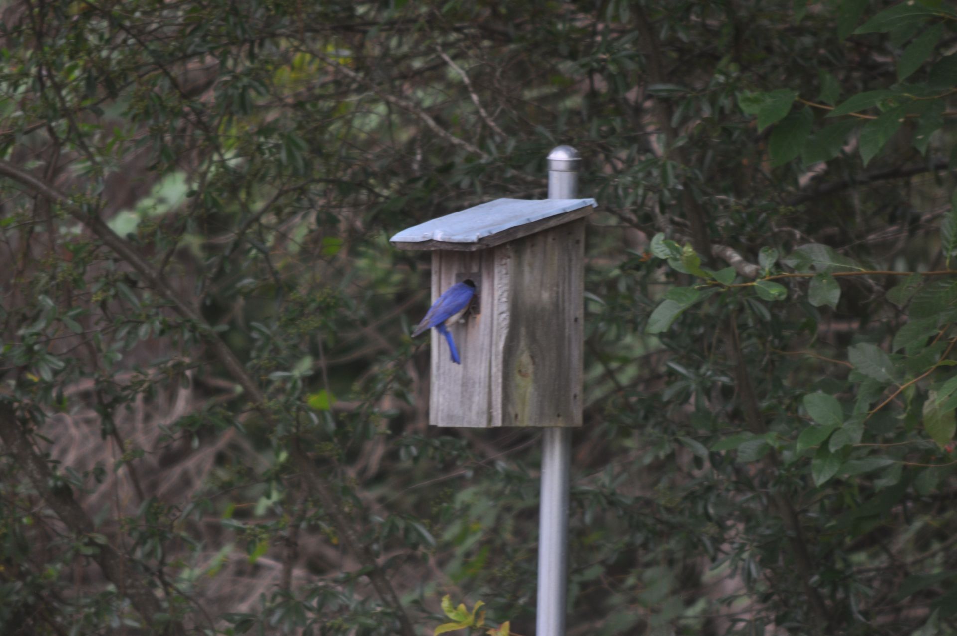 Blue Bird feeding.jpg