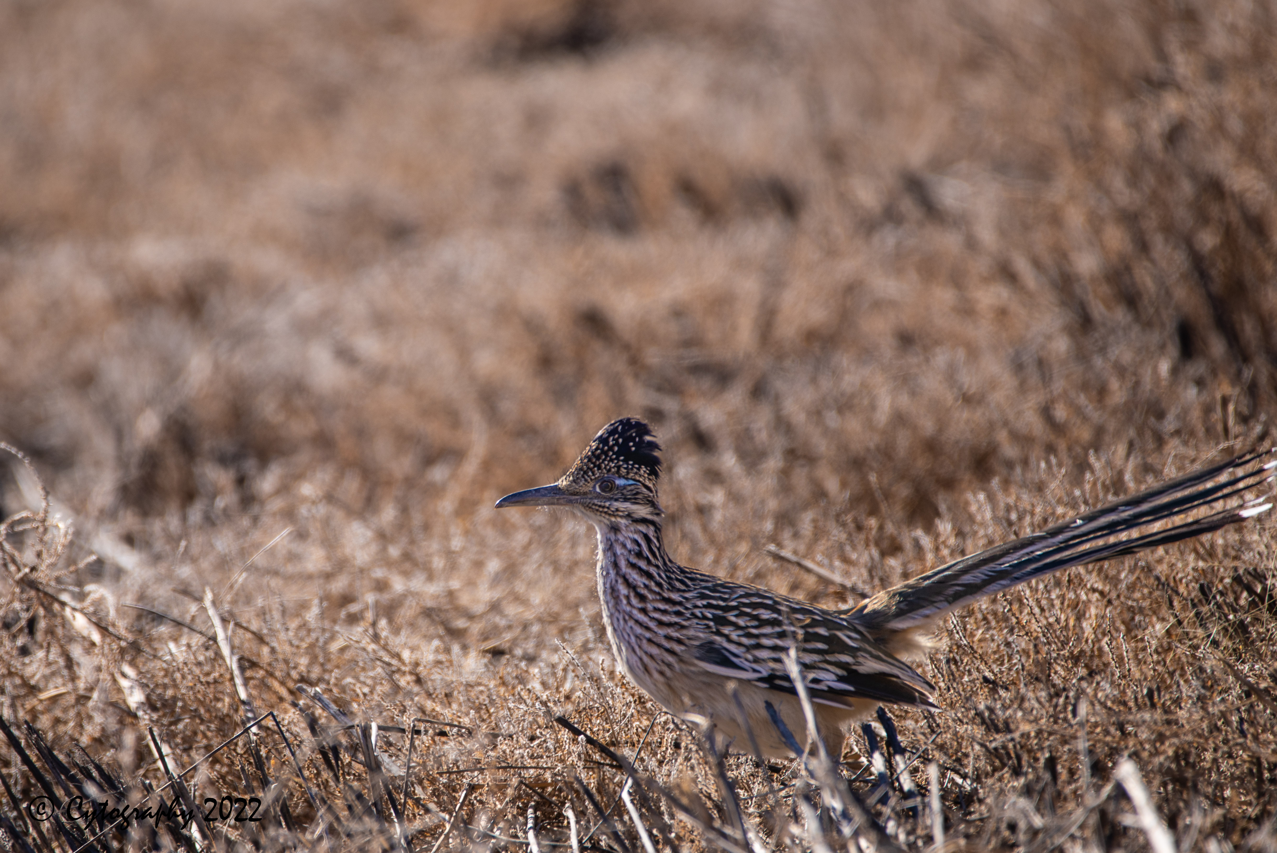 Bosque Del Apache 2022-4152.jpg