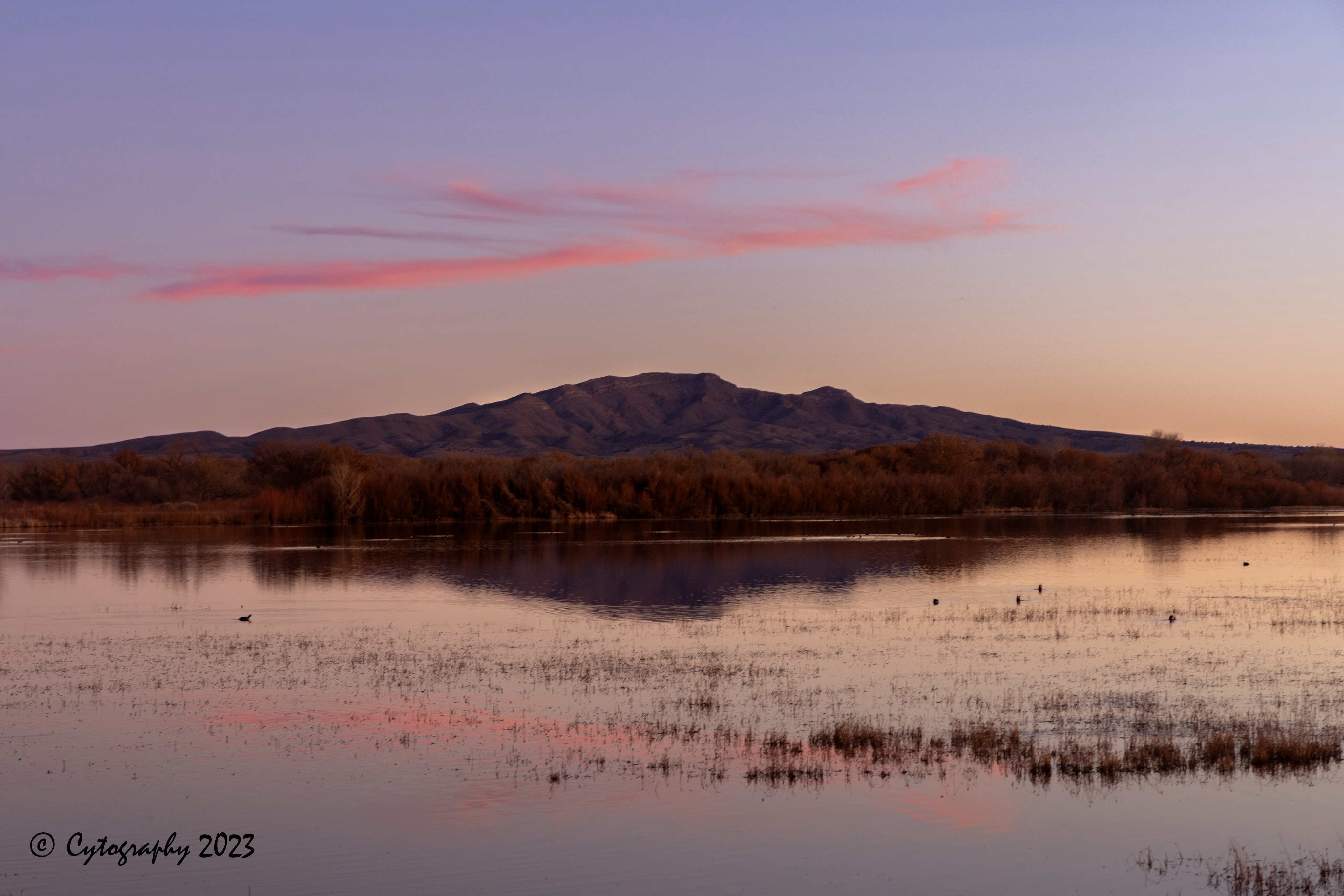 Bosque-Del-Apache-December 10, 2023-2 copy.jpeg