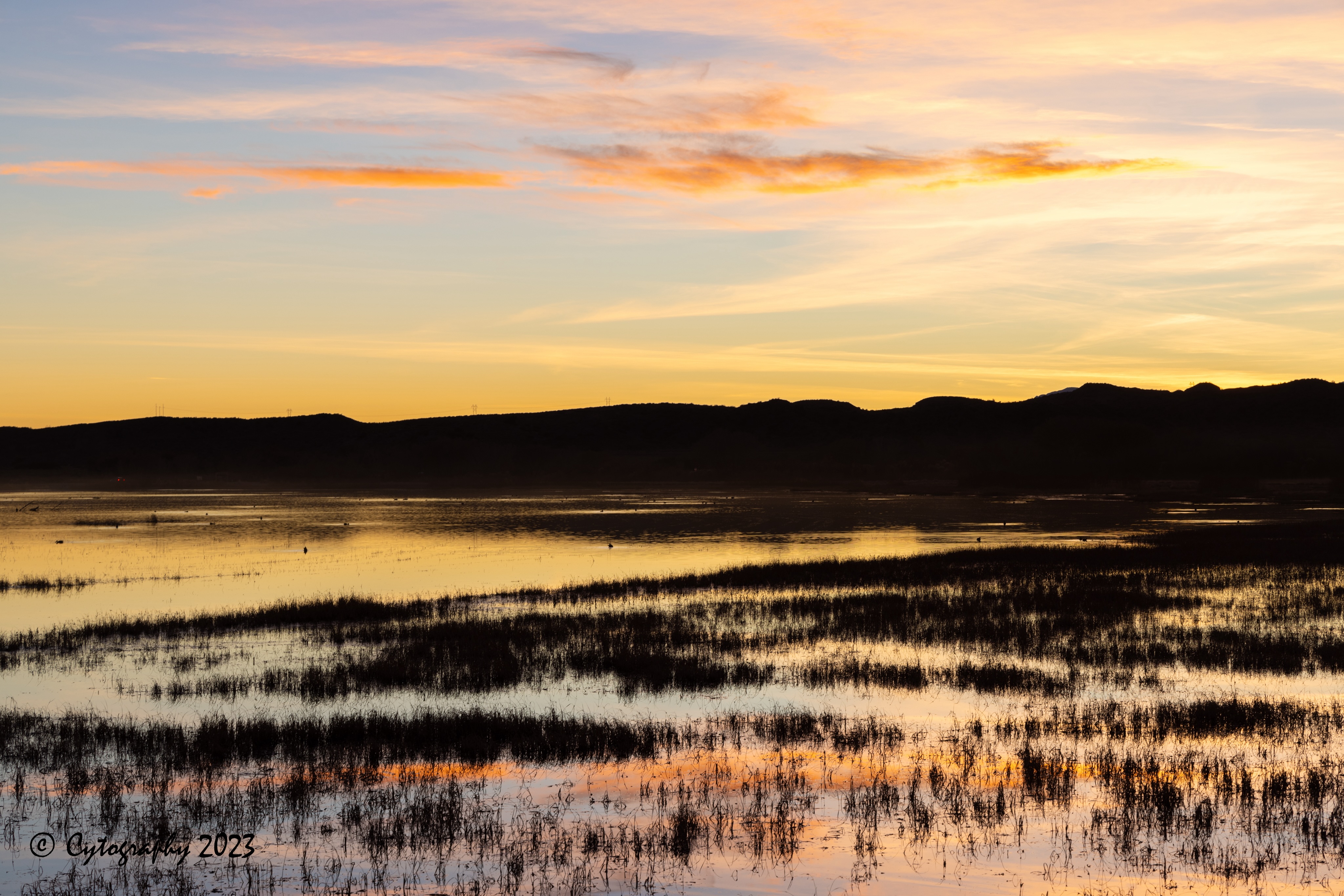 Bosque-Del-Apache-December 10, 2023-3 copy.jpeg