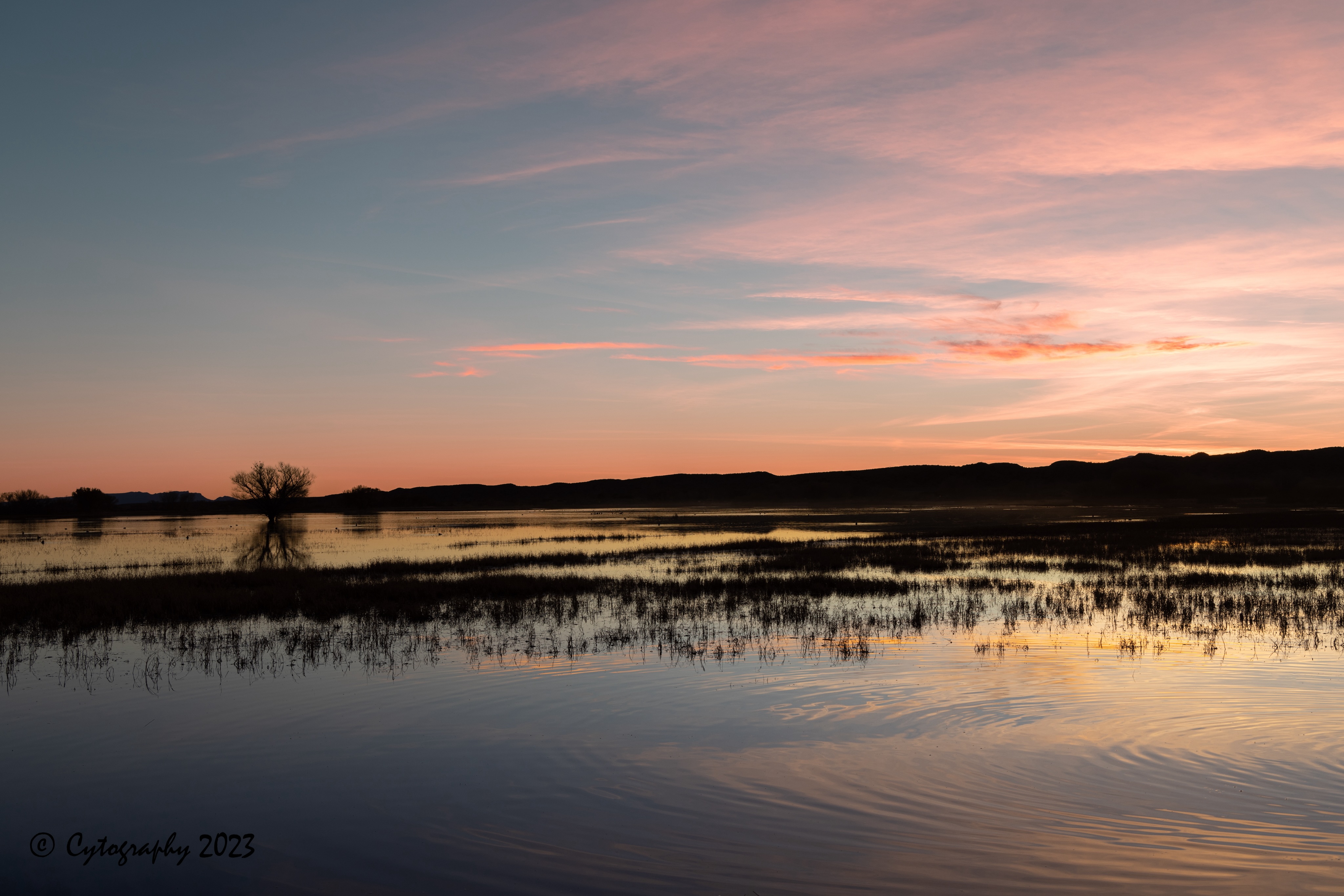 Bosque-Del-Apache-December 10, 2023-7 copy.jpeg