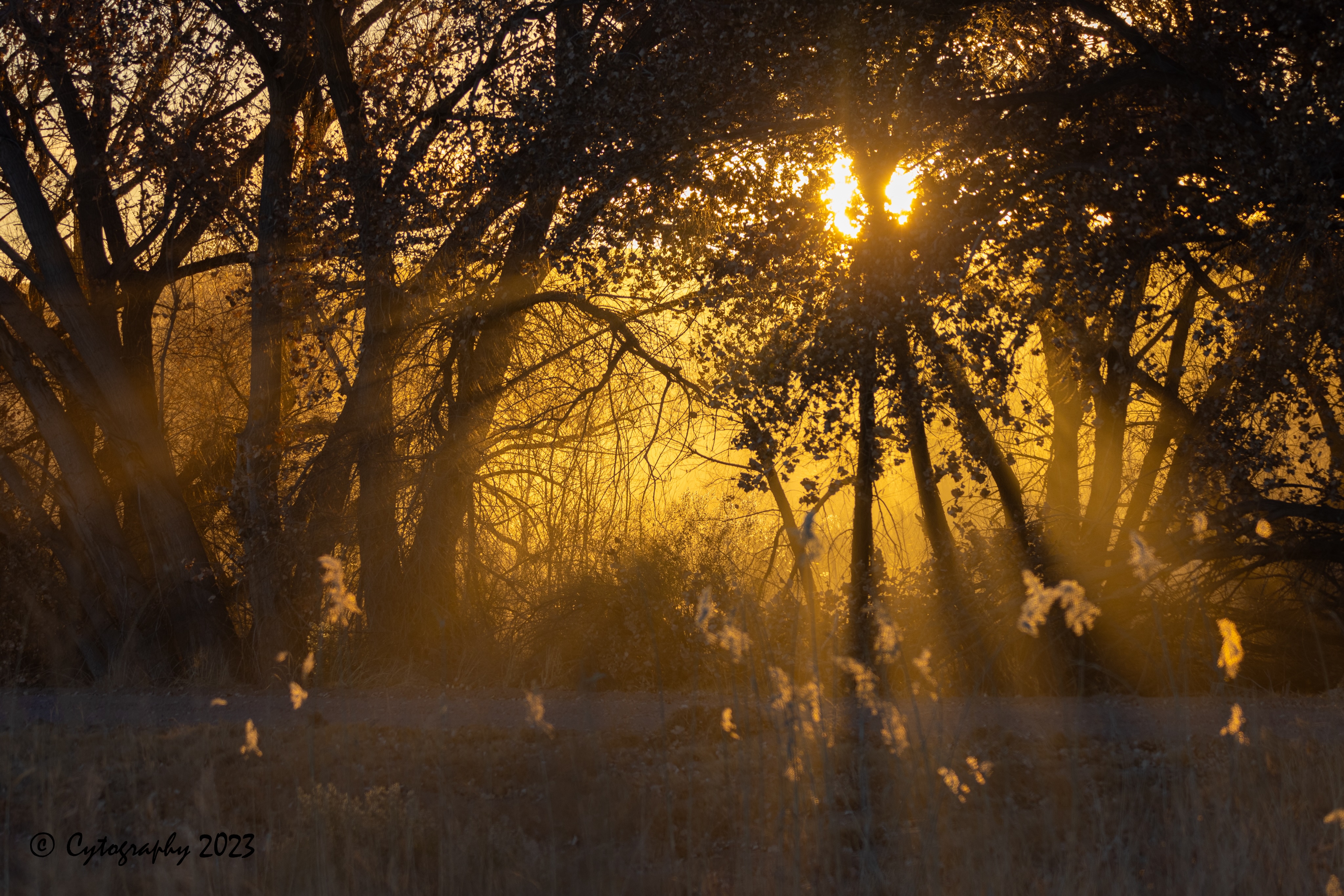Bosque-Del-Apache-December 10, 2023-8 copy.jpeg