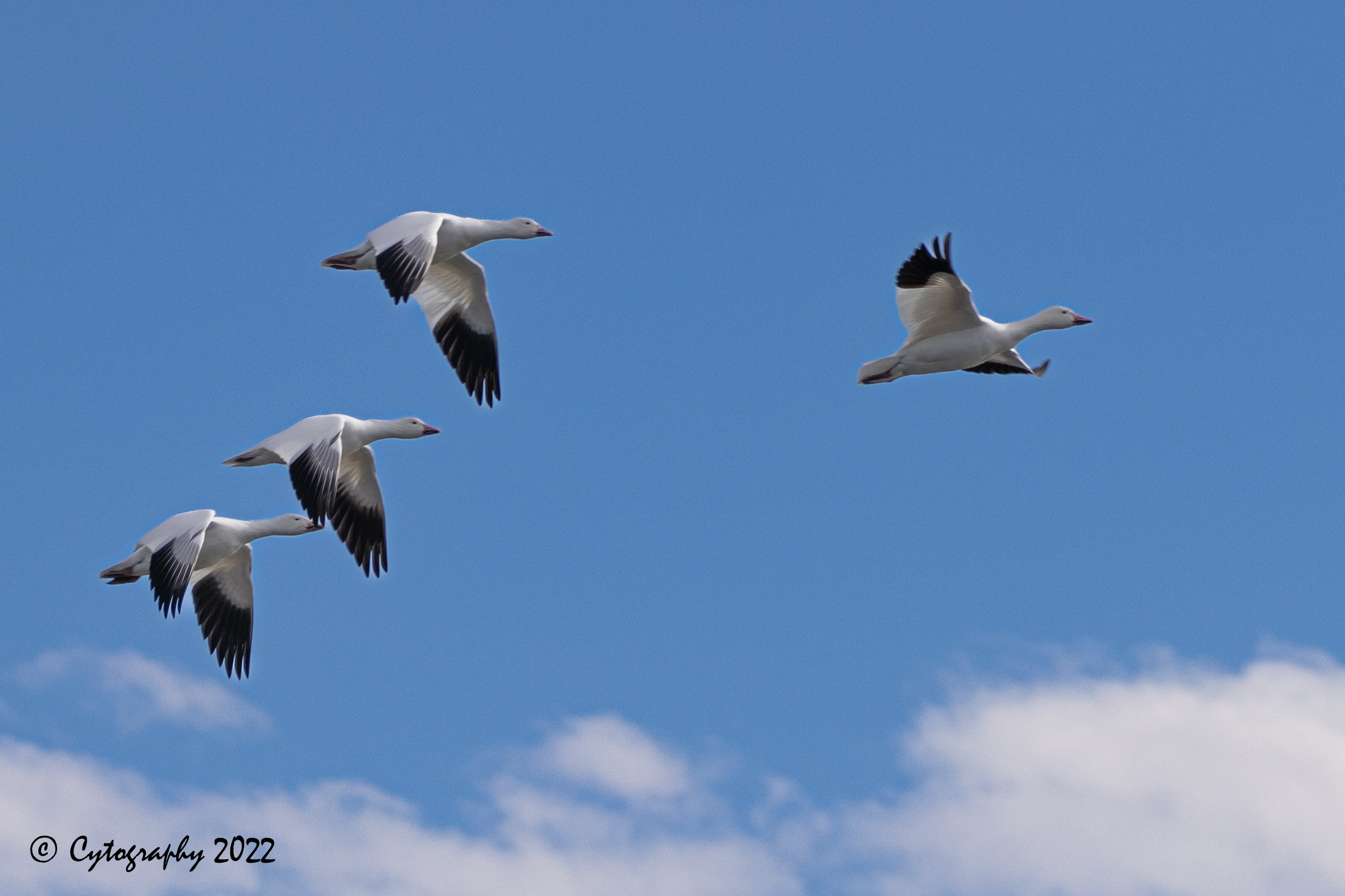BosqueDelApache-2023-01-06-1429-Edit.jpg
