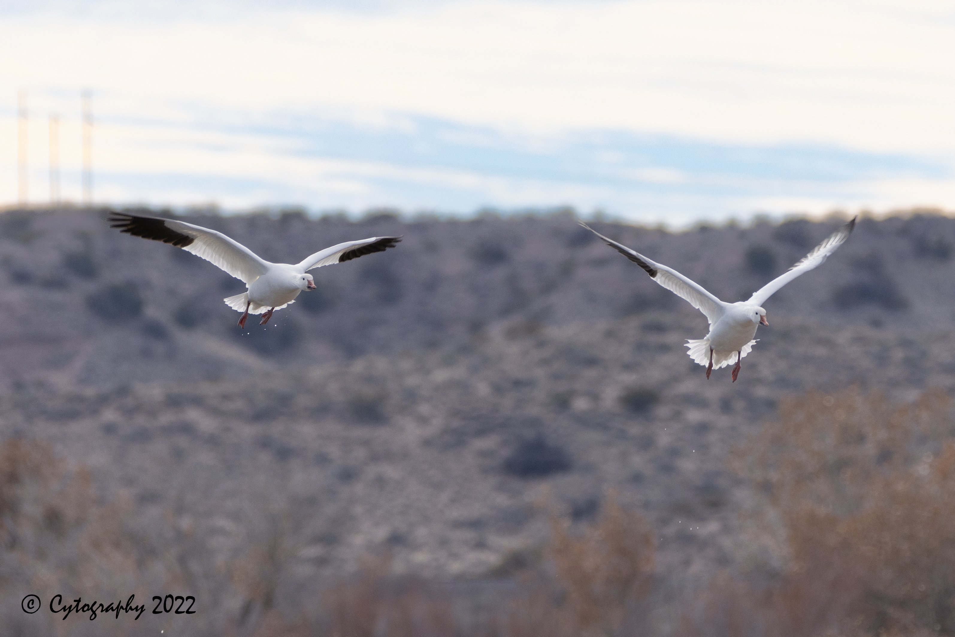 BosqueDelApache-2023-01-06-1473.jpg