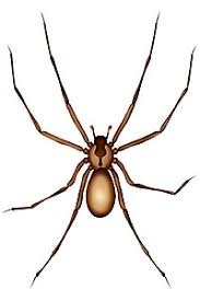 brown recluse.jpg