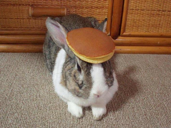 bunny with pancake.jpg
