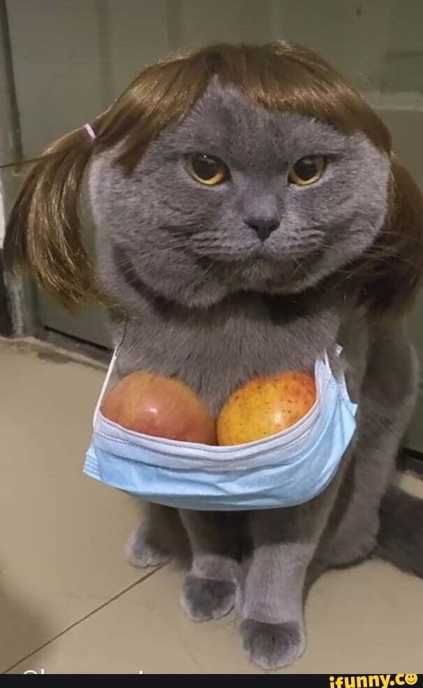 buxom_kitty.jpeg