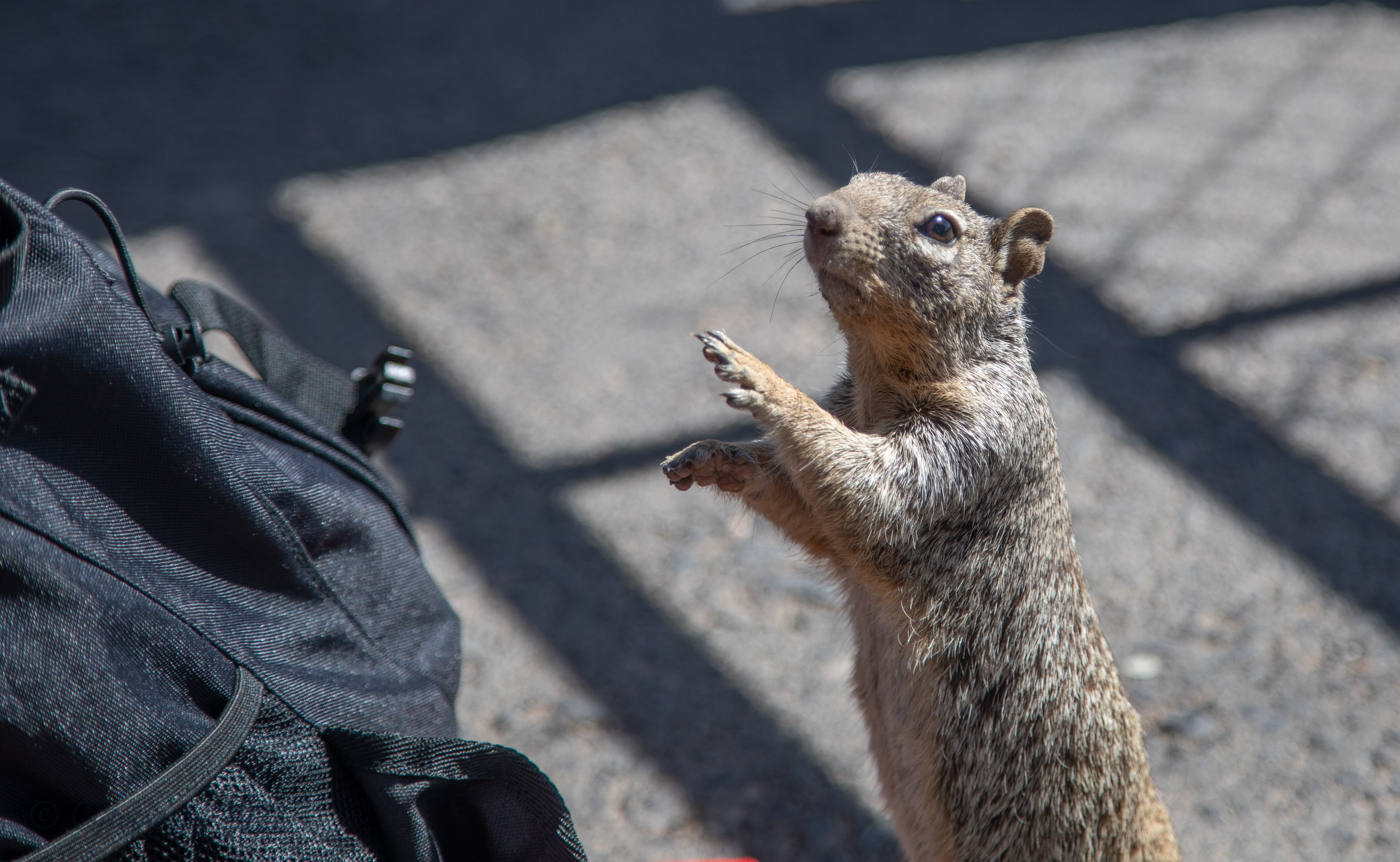 Canyon_Squirrel-0029.jpg