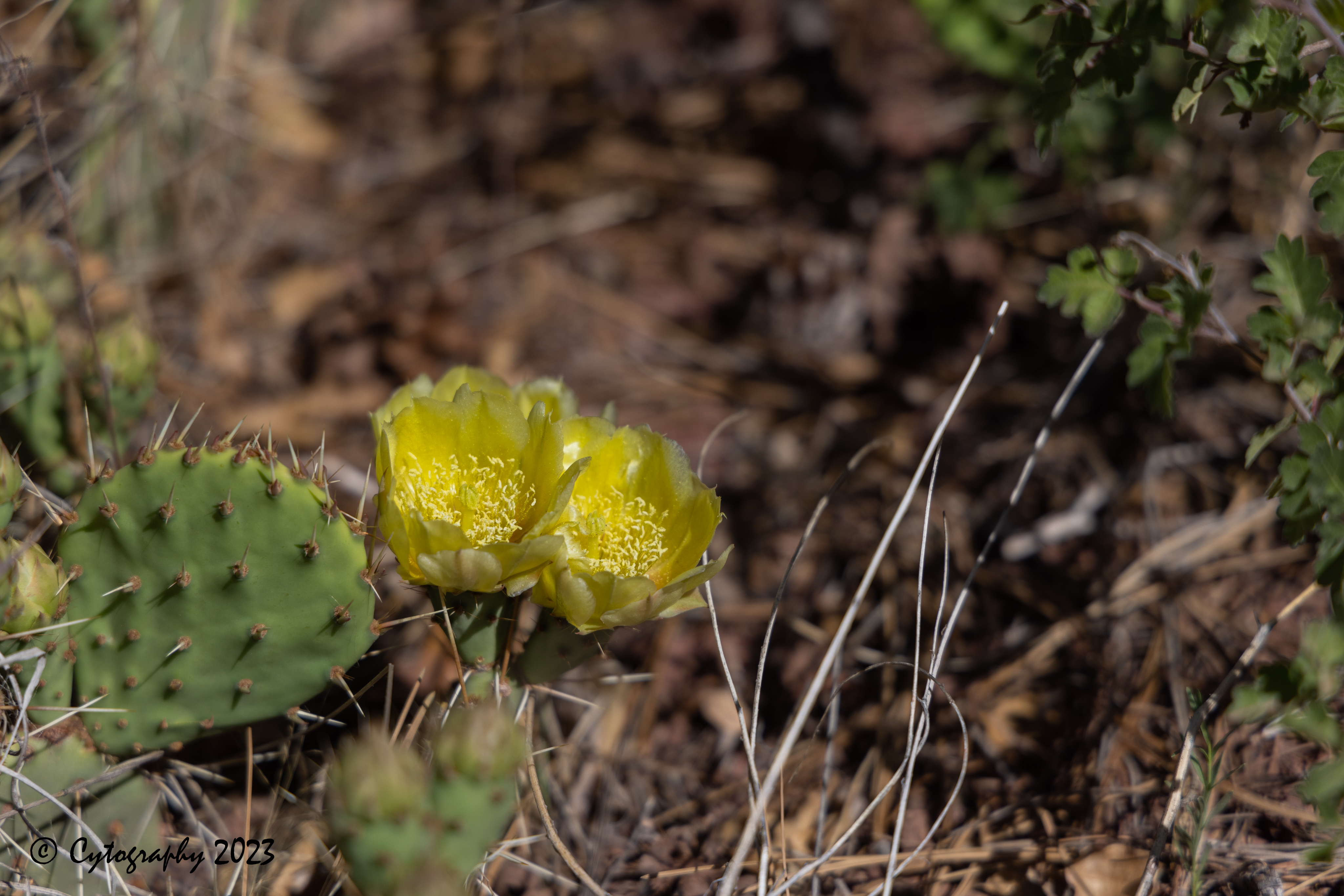 Carlito Springs Loop-3116.jpg