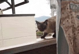 Cat Exit.gif