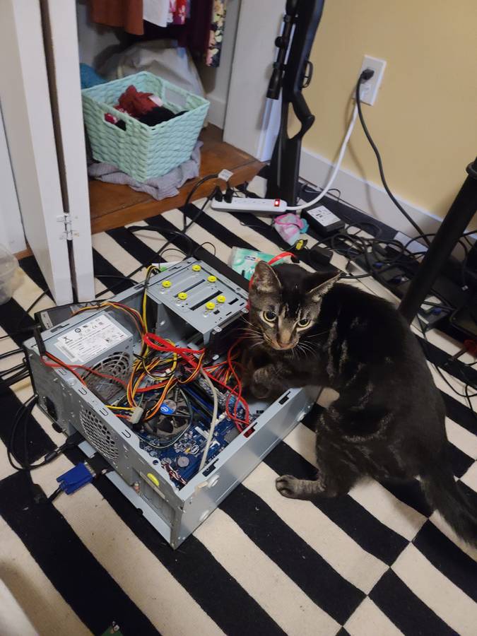 Cat fixes computer.jpg