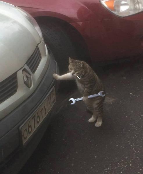 cat.jpg