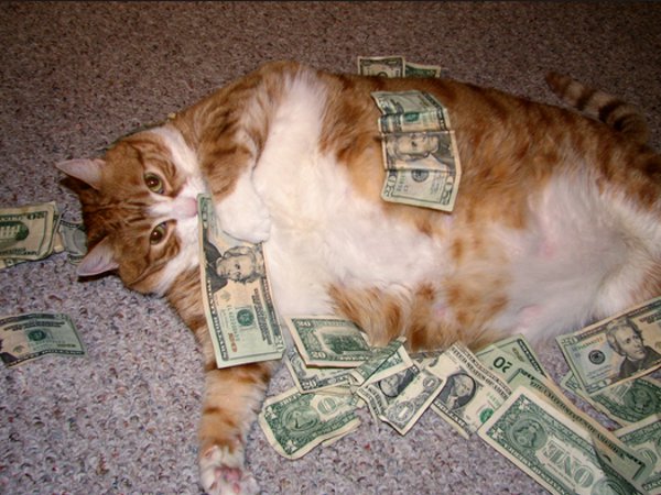 cat_rolling_in_money.jpg
