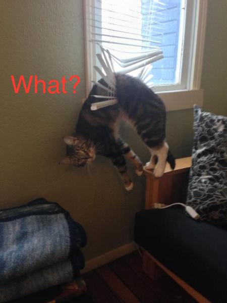 cat_what.jpg