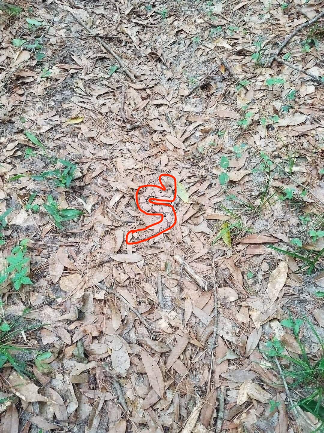 ch found.jpeg