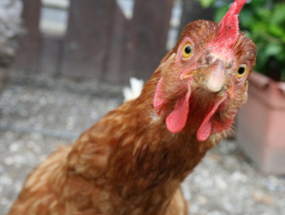 chick.jpg
