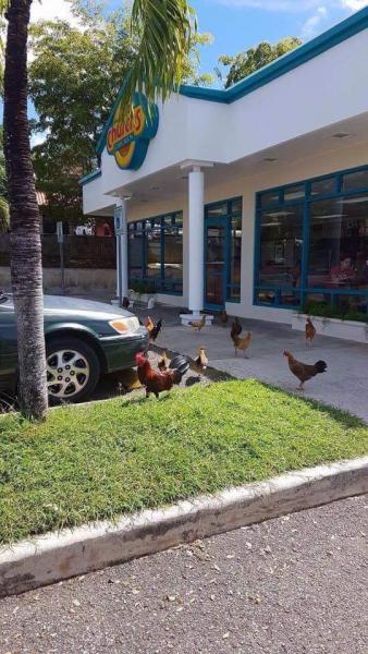 chicken protest.jpg