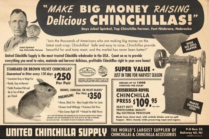 chinchillas.jpg