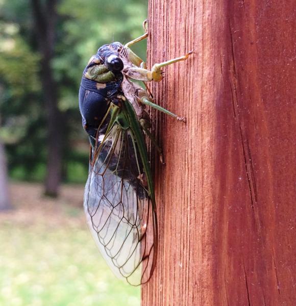 cicada.jpg