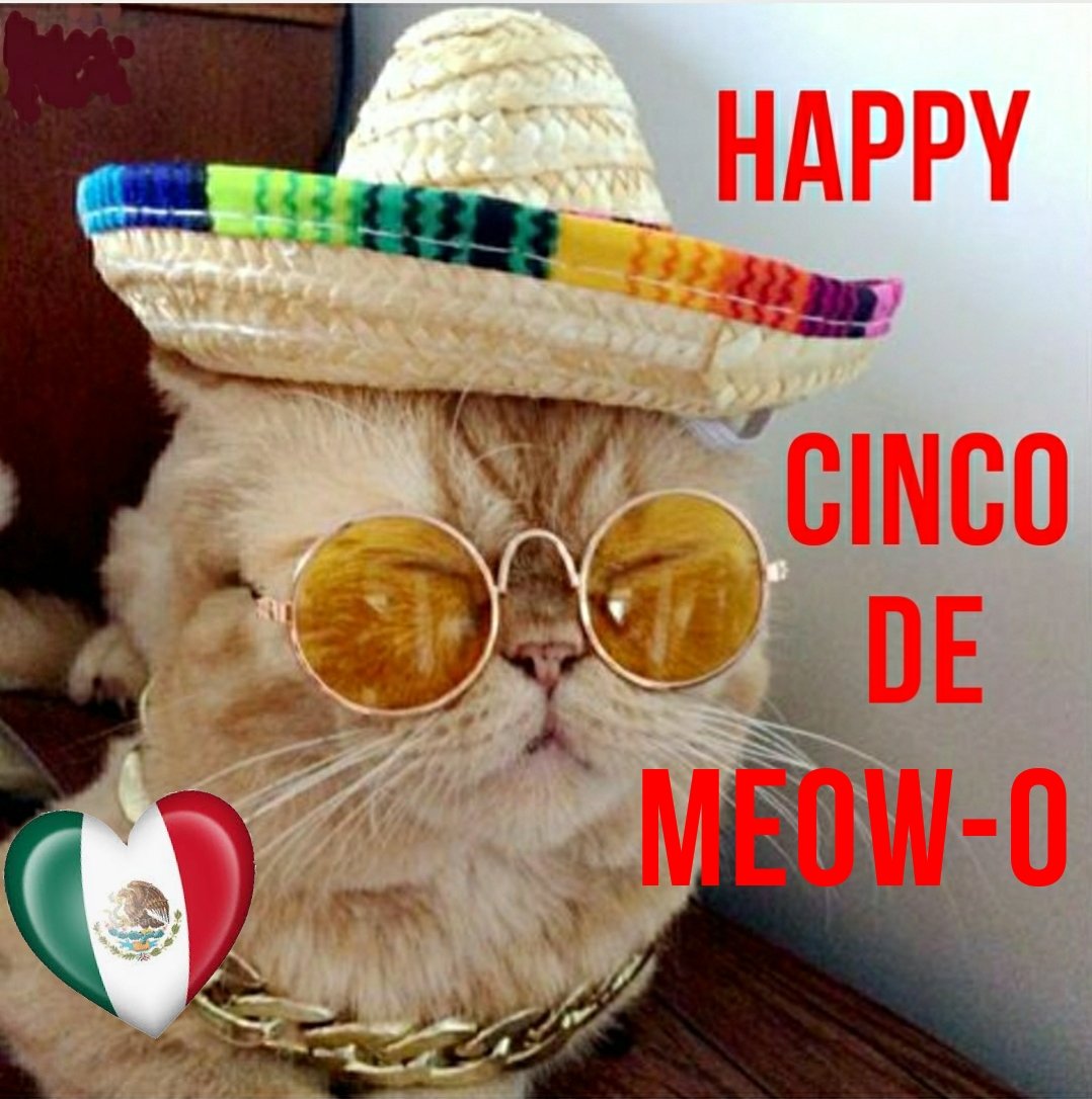 CincoDeMeow.jpg