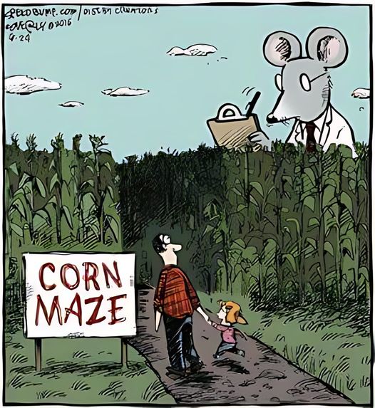 corn maze.jpg