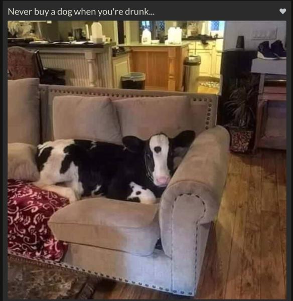 cow dog.jpg