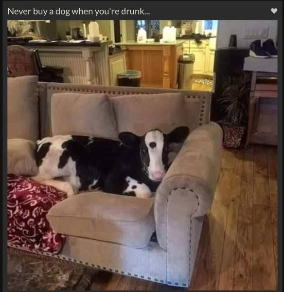 cow dog.jpg
