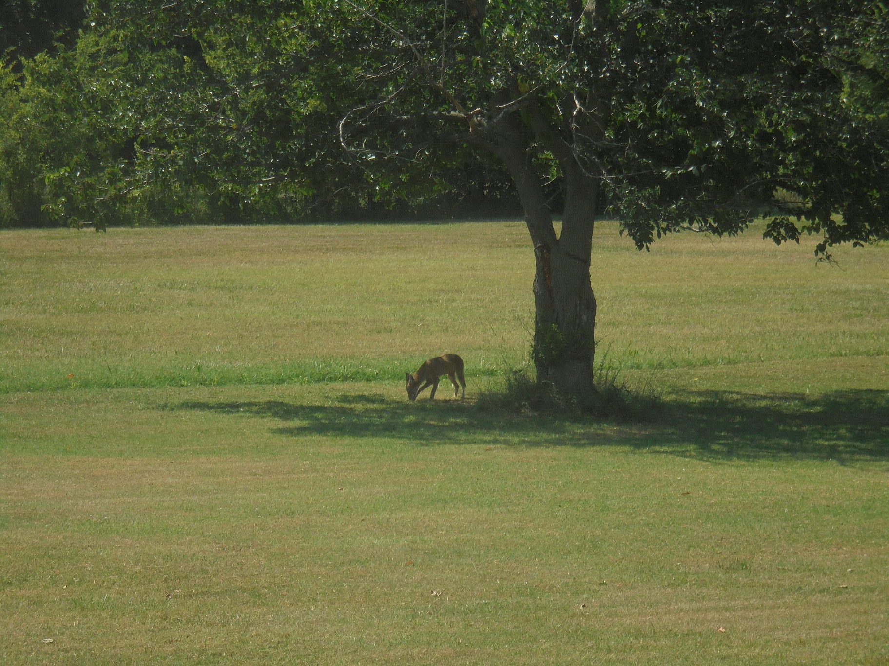 Coyote2.jpg