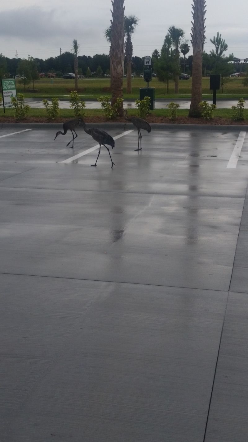 Cranes in the parking lot s.jpg