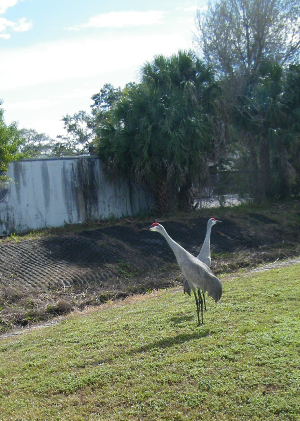 cranes2.jpg